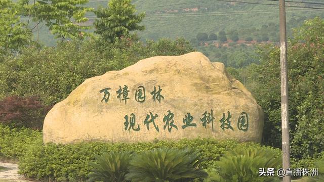 温暖企业行动400万专项资金助力万樟园林育茶山