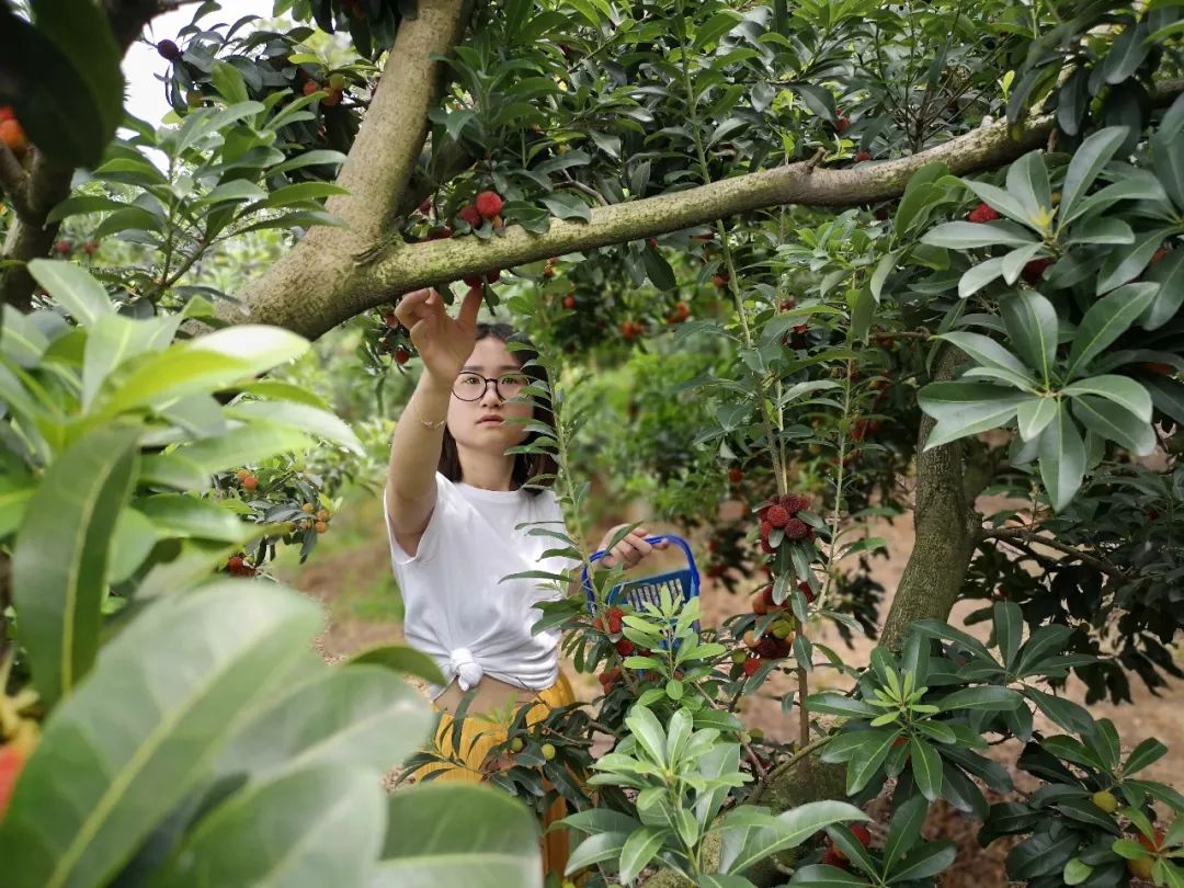 又到一年杨梅季到西来杨梅园体验亲子采摘畅游古镇