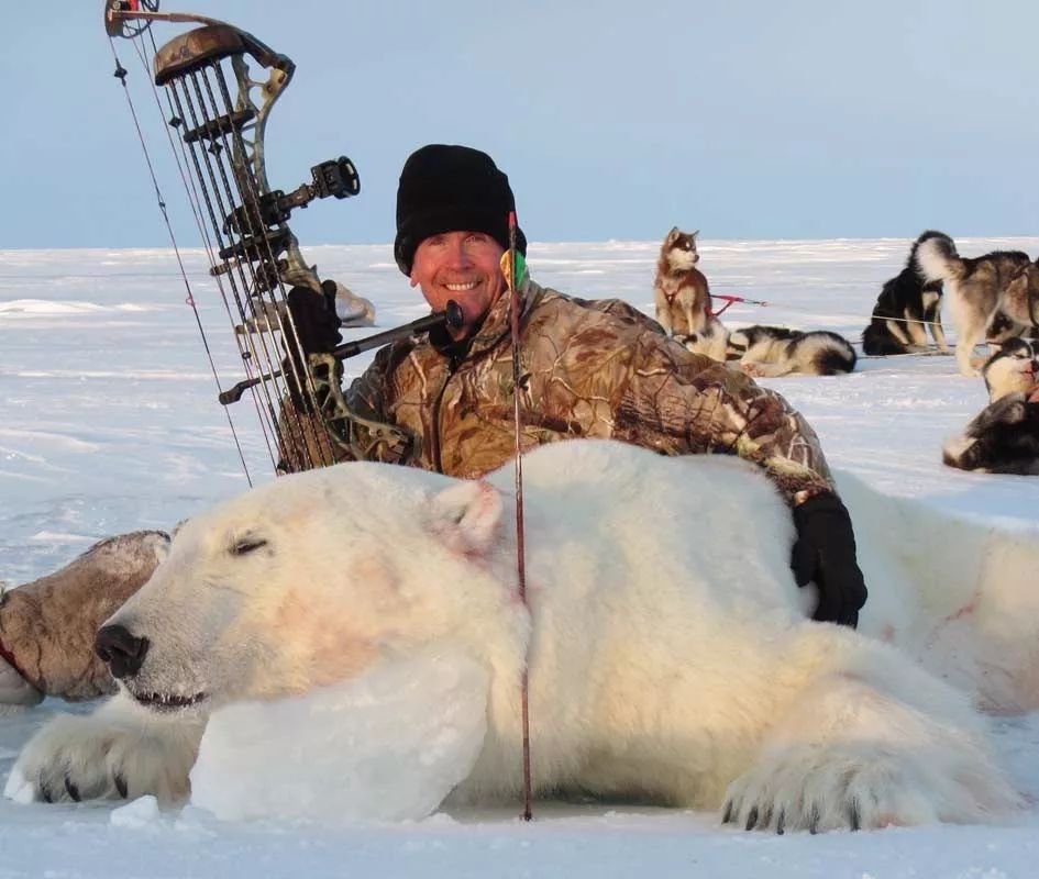 和恶魔同行:狩猎能保护动物吗?_北极熊