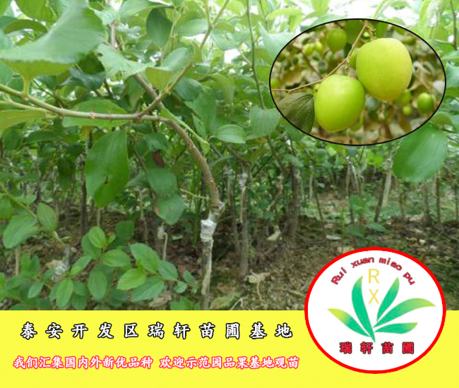 新品种台湾牛奶青枣苗 . 让人垂涎的口感!