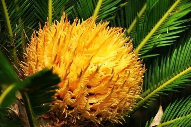 公园开始掉果子,捡点回家自己种,长出铁树果就是宝