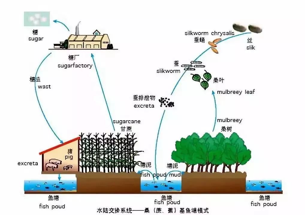 行業資訊英國博士驚歎原來中國的生態農業做得這麼好