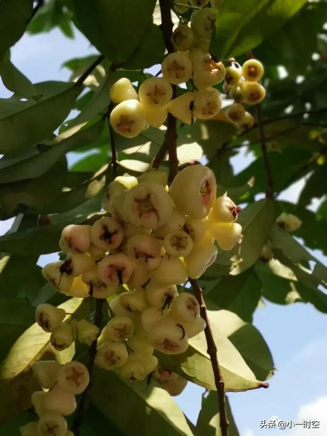 花花世界:这棵树,人们都观赏它美丽的果,有人关注过它的花吗_果实