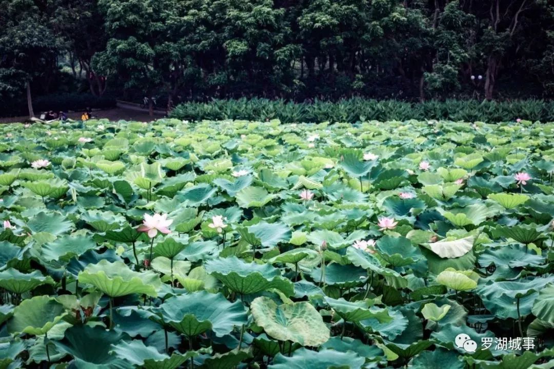 百畝荷塘已刷屏洪湖公園荷花仙境來襲