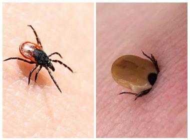 "夺命蜱虫"再出没!已有3名宝宝被叮咬,钻进体内!