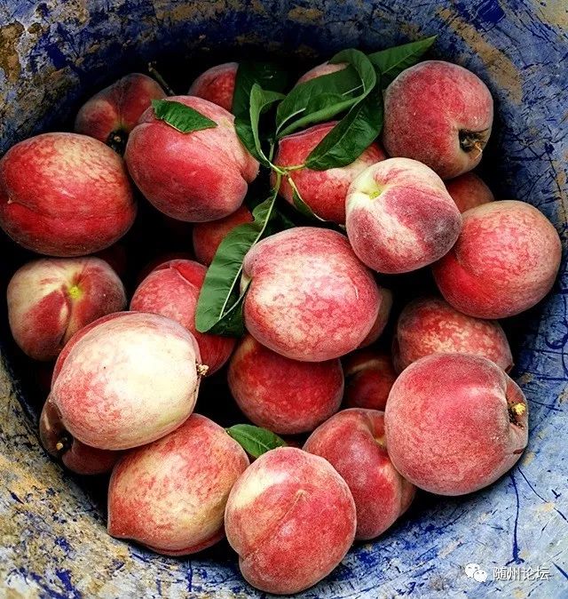 随县华宝山桃李熟了啦来来来吃吃吃