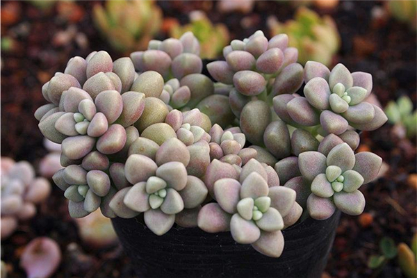 认识多肉植物丸叶姬秋丽