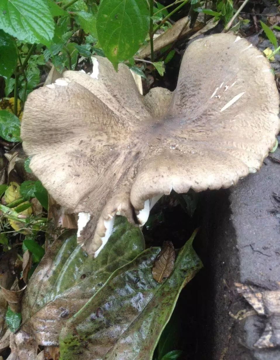 挖野生菌子讲究先到先得二来,很多人天都没亮就起床出发了一来,早上的