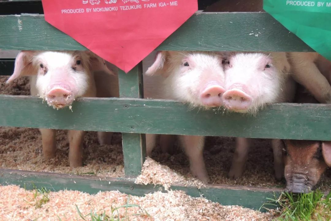 日本mokumoku农场火爆的八大原因!