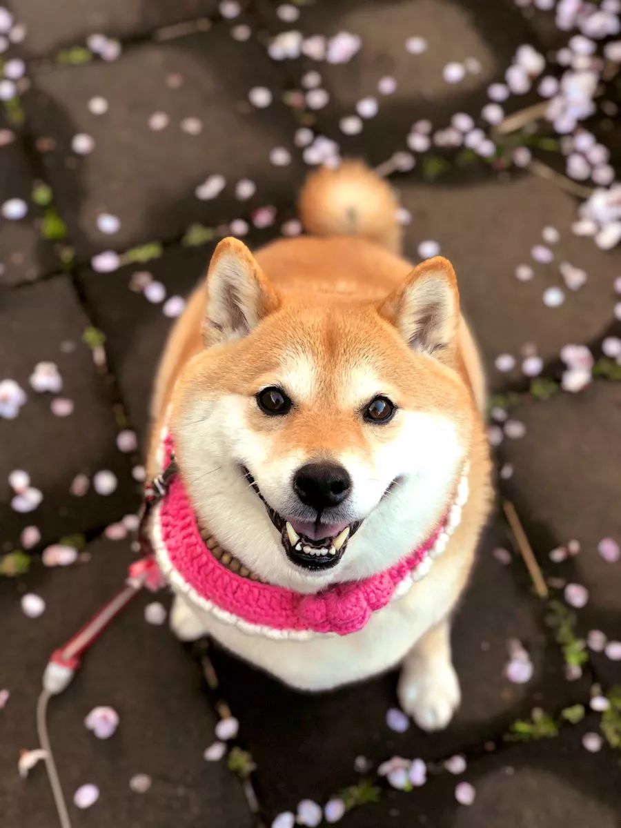 又想骗我养狗日本这只柴犬靠蠢萌吸粉100多万是狗生赢家了