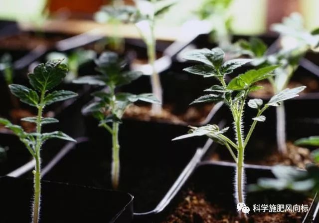 番茄幼苗期的管理这几个方面你知道吗种植户们看看