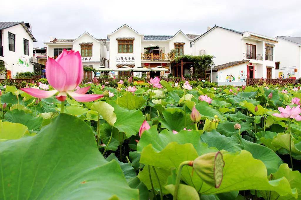 中渡千亩荷园荷花宴6月15日开宴