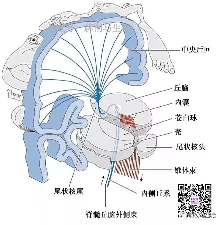 内囊损伤图片