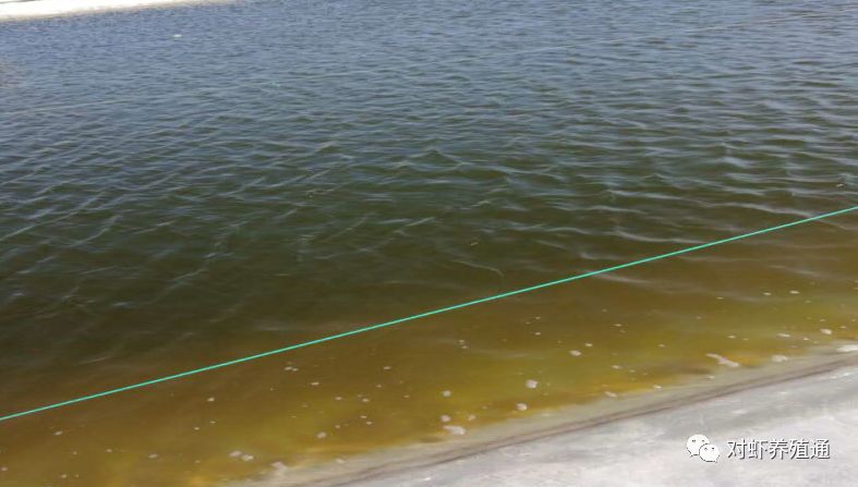 (降雨后易出现,浮游微藻大量死亡)偏黄色且不清爽(有机物过多,甲藻,金