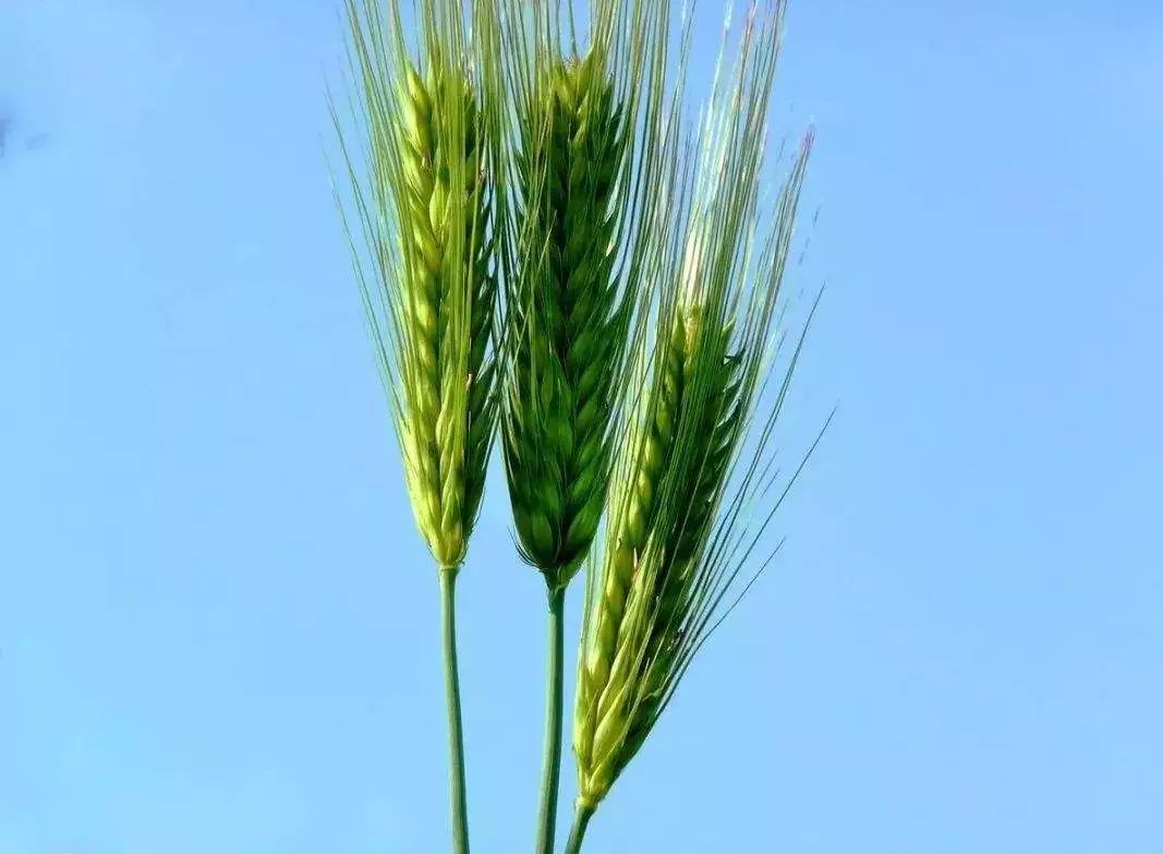 云天社澳洲分社海纳百川诗歌小辑麦芒里的灯火