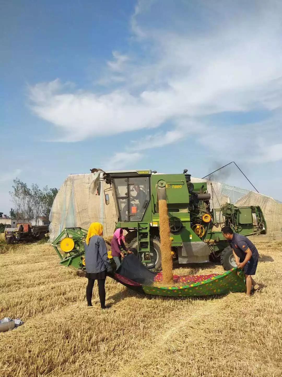 收麦的季节又到了济宁农村开始收麦几幅实拍图看完后多少人想家了