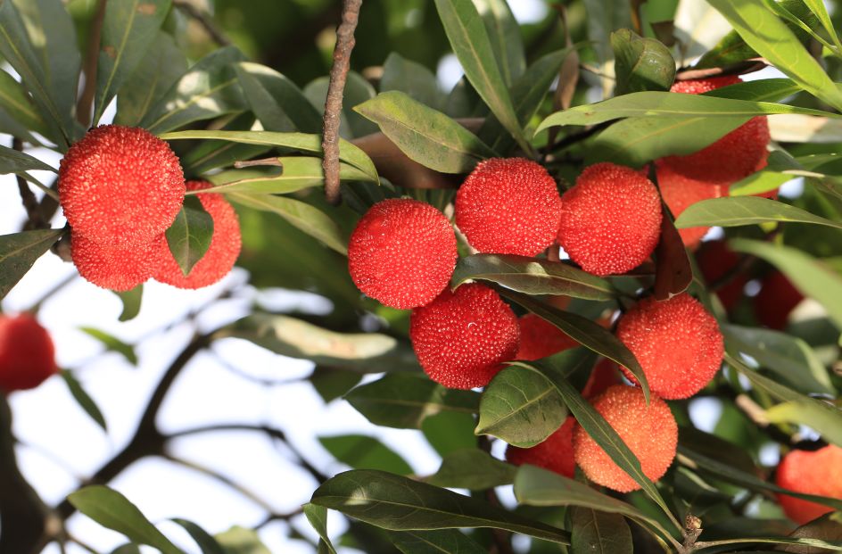 所前杜家杨梅熟了周三起开摘还有一场重量级大会门票免费领