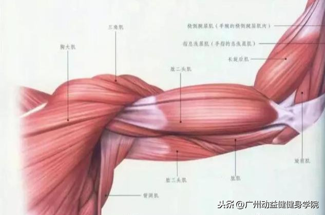 上臂及前臂肌群介绍01