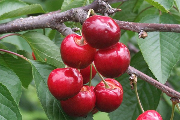 美国1号樱桃苗在线咨询