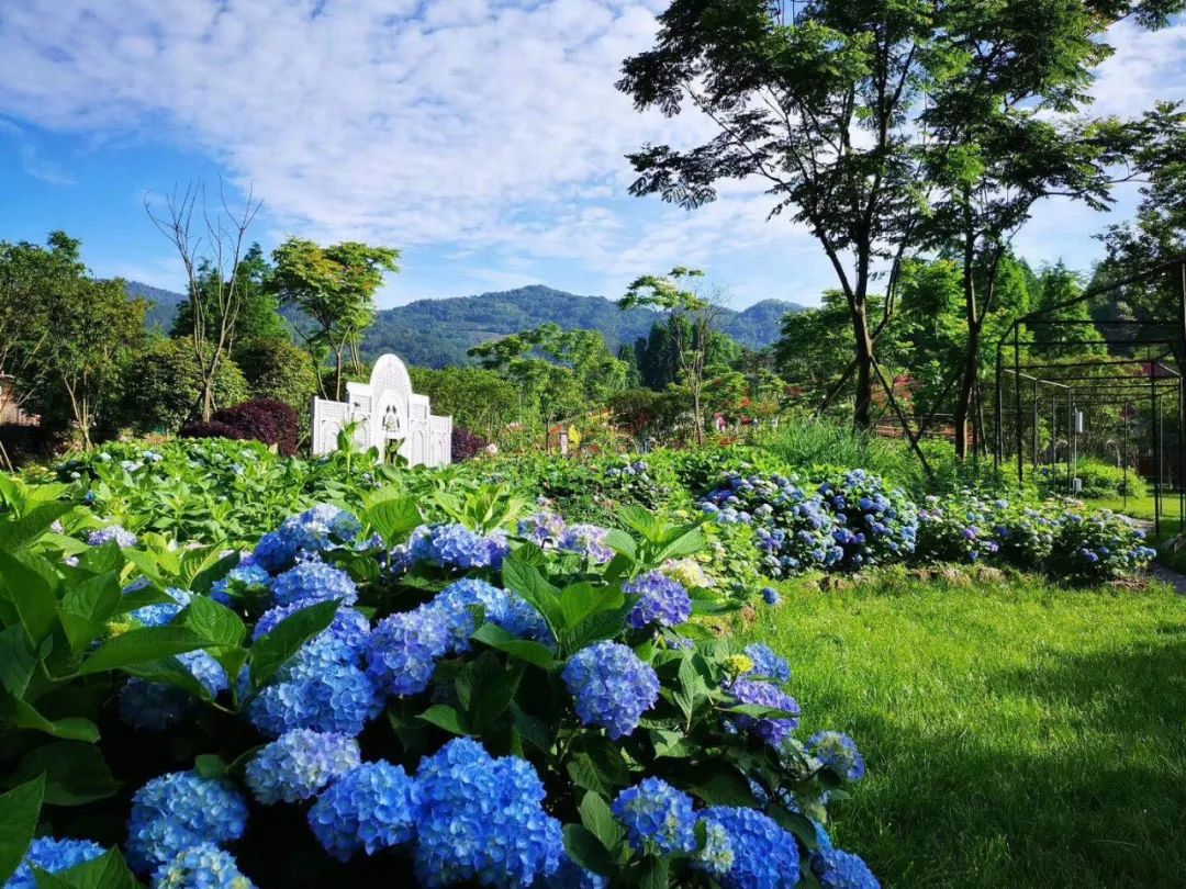 大邑县旅游景点看花图片