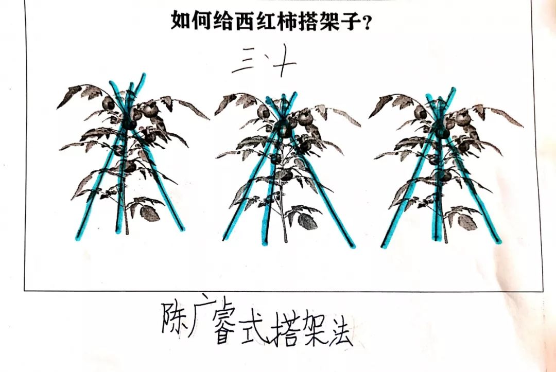 【爱劳动】肥城市龙山小学保护西红柿大作战,看我们搭架子啦