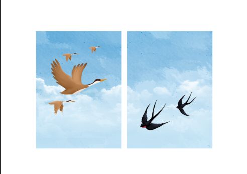 它们和燕子都是候鸟,秋天会飞往温暖的南方越冬,春暖花开时节,又会