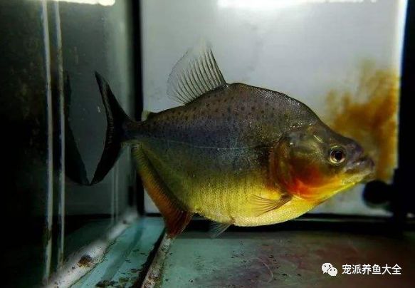 每日一鱼 | 高背红勾水虎鱼,头部下颌位置为橙色