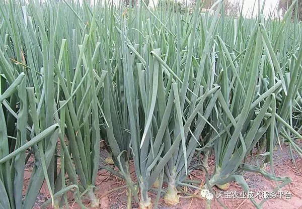 一,常见问题1,未熟抽苔又叫先期抽苔,本来洋葱抽苔开花是正常现象,但