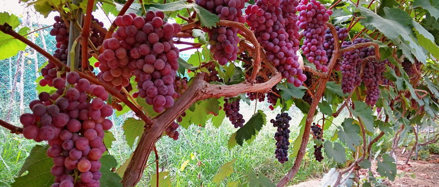 挂在树上的葡萄,非常的美味,那么你听说过吗?_野果