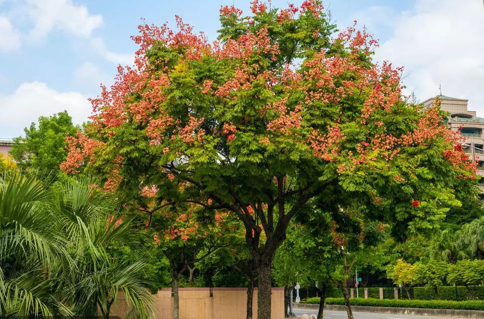 北京通州将建四大景区这些树种抢着求购