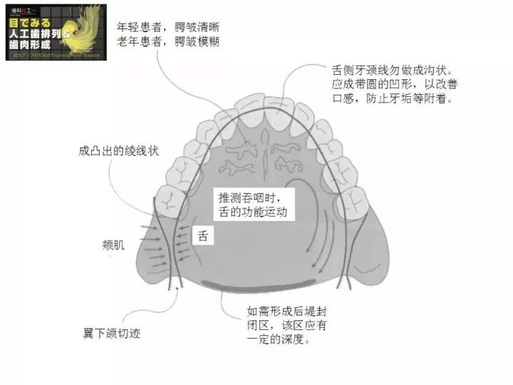 与解剖结构相协调的,不同区域的光滑面应有不同的形态,日本学者堤嵩词