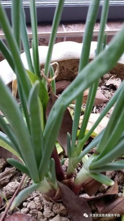 洋葱先期抽薹分球啥原因