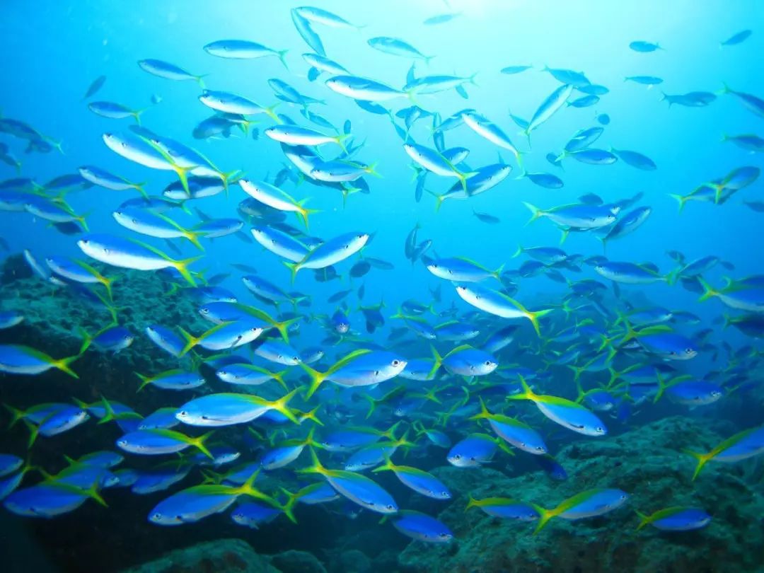 走进原始森林,感受古老的神圣,日本这两座小岛有你想要的夏天