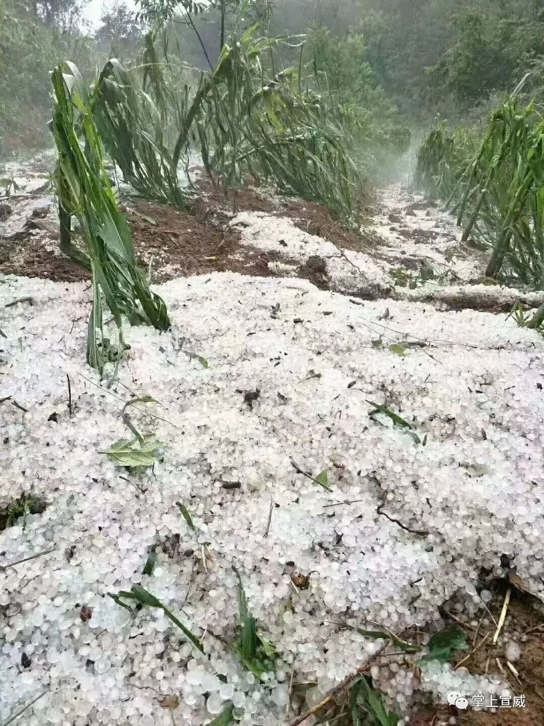 冰雹的危害图片