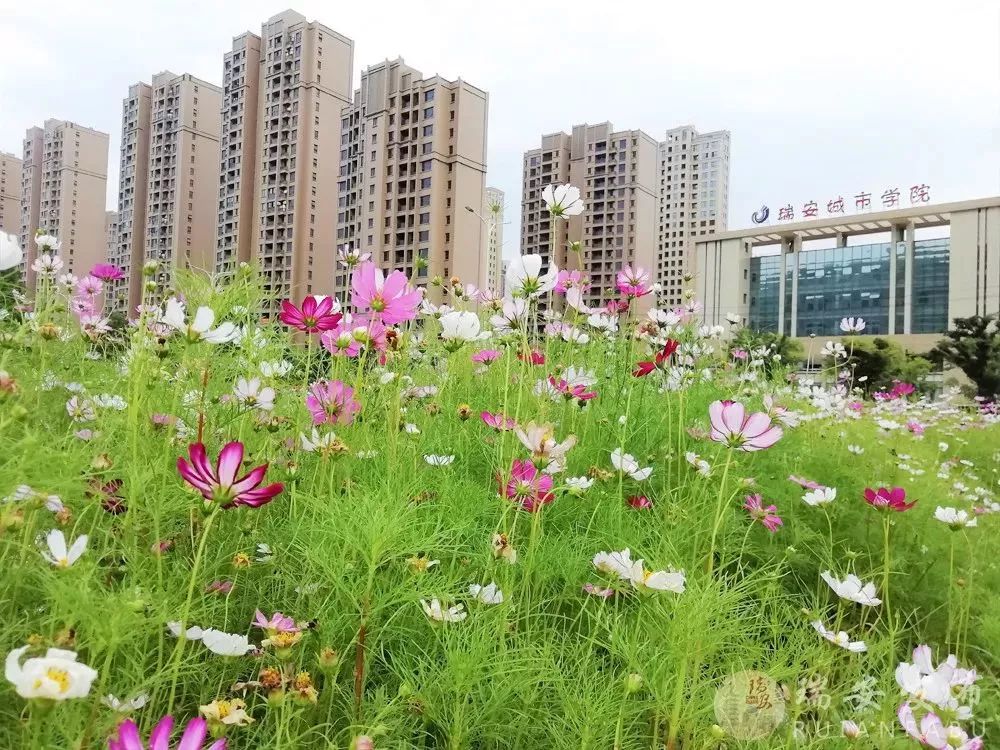 瑞安市教育局这里竟藏着一片绝美花海!约吗?