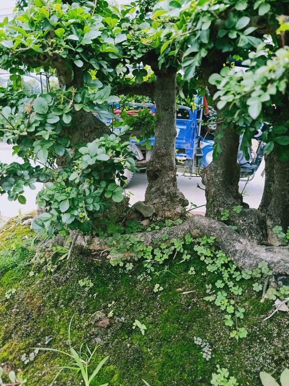 对节白蜡一本多杆大丛林