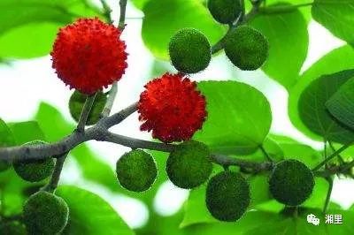 谷皮树渐消失的老公馆老街上的先锋长沙植物志