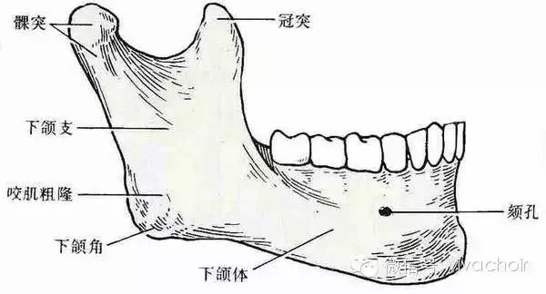 颈部有空间的状态:颈部是声带的位置,周边的肌肉必需保持有空间且放鬆
