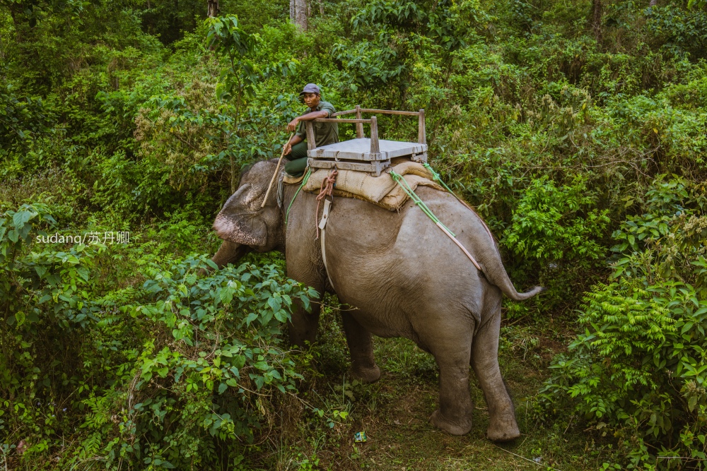 尼泊尔最冒险的世界遗产：奇特旺国家公园，村民与猛兽相伴