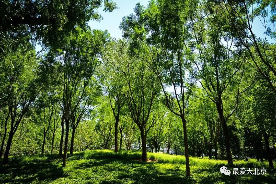 高大乔木,大型乔木,乔木深(第3页)_大山谷图库