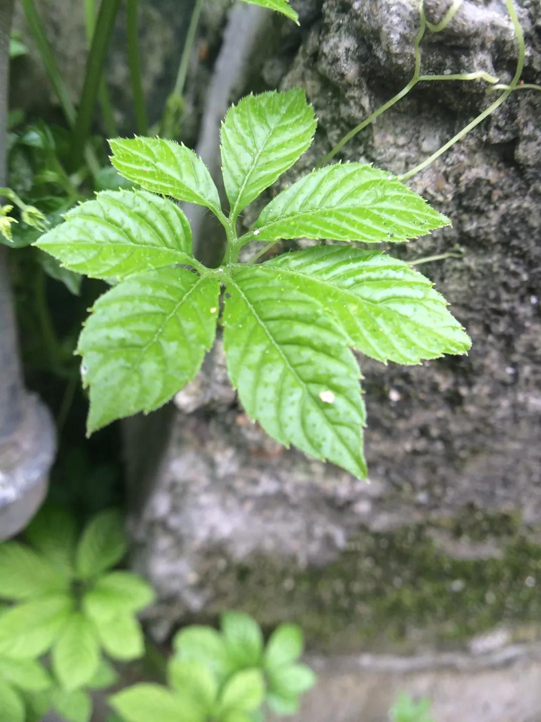 九葉絞股藍不可複製的自然瑰寶