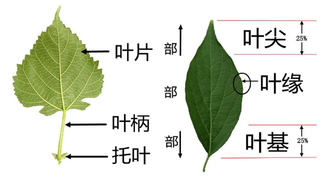 在植物园里开启好孩子的自然观察课叶