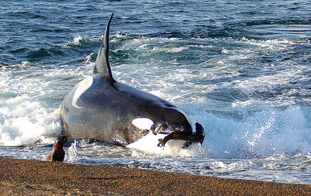 虎鲸捕食智计百出就算海豹躲在岸上它一样有法子将其吃掉