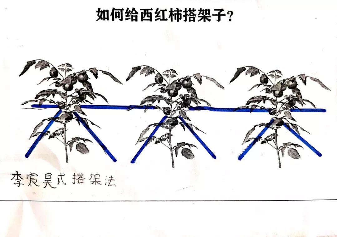 爱劳动肥城市龙山小学保护西红柿大作战看我们搭架子啦
