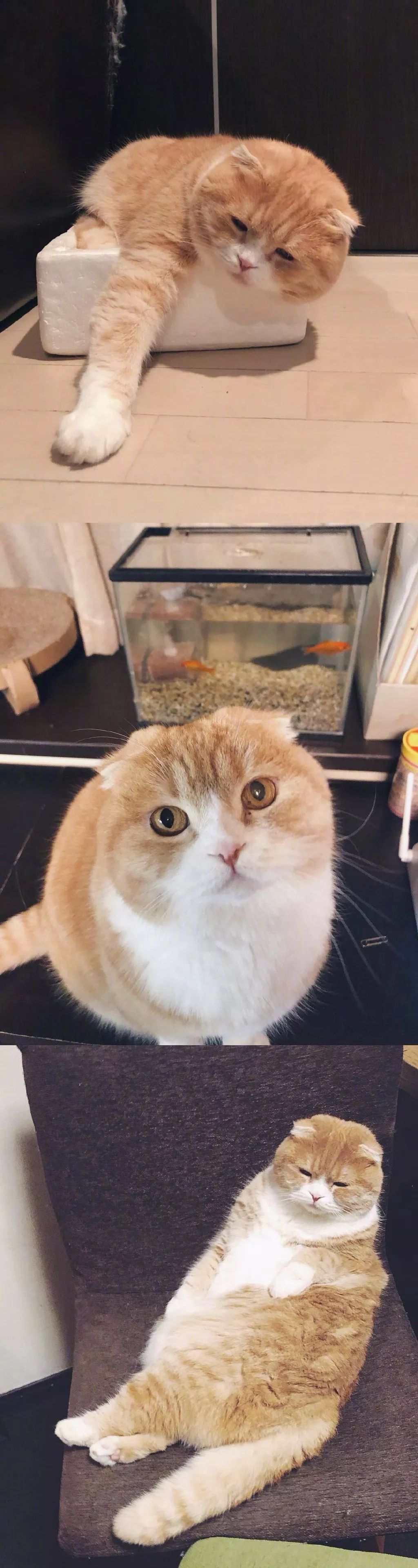 还是当一只橘猫好可以放心吃胖也有人喜欢