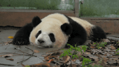 熊如其名是不是真正的怎么样都引来一片尖叫走(gǔn)到哪里最靓的"崽