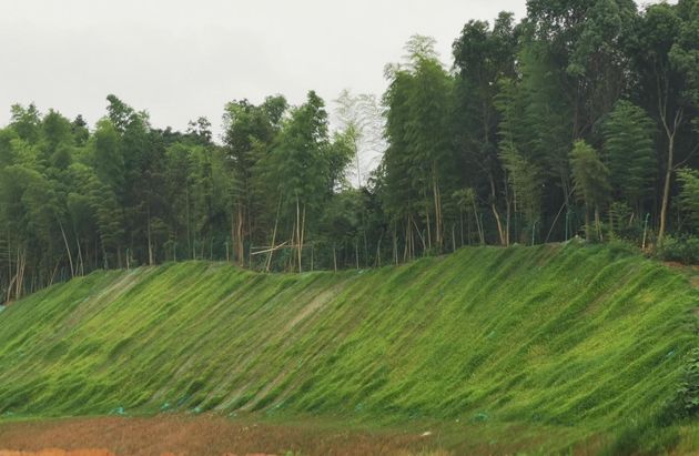 积极复绿坚决整治裸土湘江新区铺就生态底色
