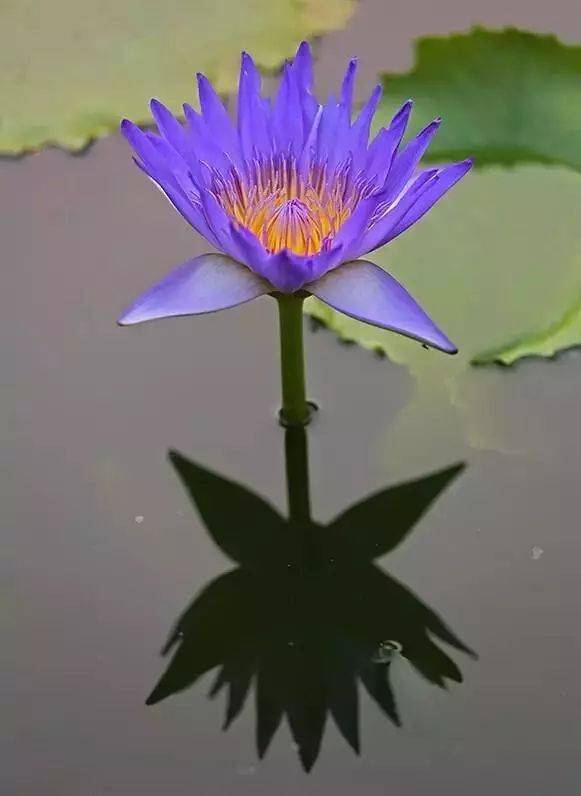 2019年26期 音影 栏目佛教说"花开见佛性",花即指莲花,花开即指修行人