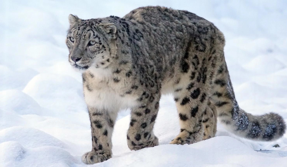 猞猁狠起来连藏獒都打得过那它能打赢雪豹吗
