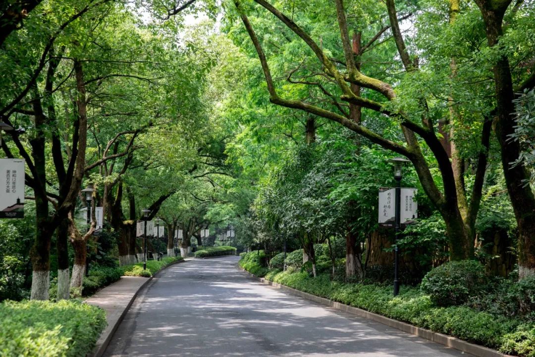 博物和家园 |香樟,守候归家路_大道